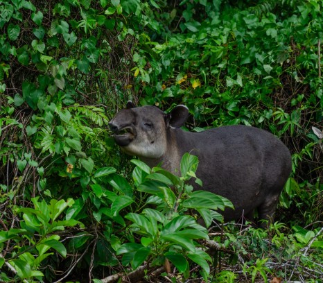Corcovado National Park Sirena Ranger Station (Tour from Sierpe)