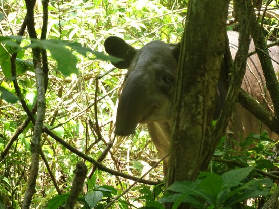 Corcovado National Park Sirena Ranger Station (Tour from Sierpe)