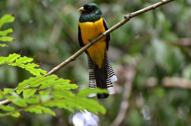 Corcovado National Park Sirena Ranger Station (Tour from Sierpe)