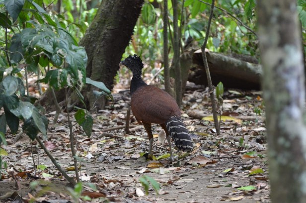 Corcovado National Park Sirena Ranger Station (Tour from Sierpe)