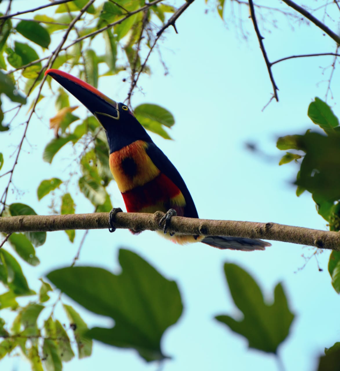 Corcovado National Park Sirena Ranger Station (Tour from Sierpe)
