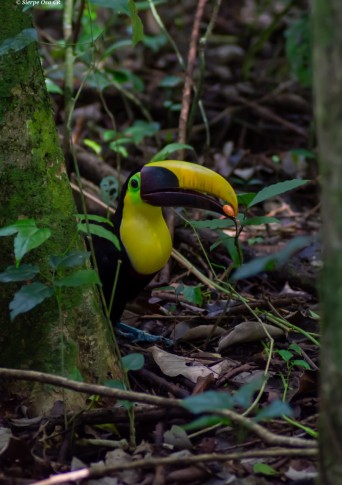 Corcovado National Park Sirena Ranger Station (Tour from Sierpe)