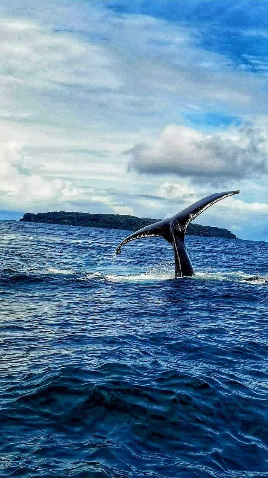Humpback Whale & Dolphin Watching in Costa Rica's Osa Peninsula (from Sierpe)