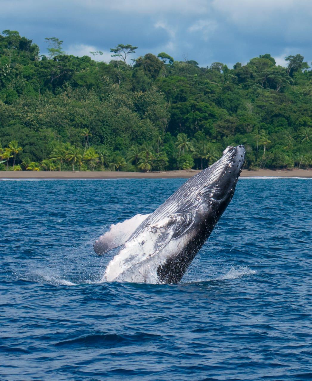 Humpback Whale & Dolphin Watching in Costa Rica's Osa Peninsula (from Sierpe)