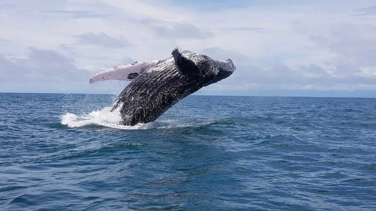 Humpback Whale & Dolphin Watching in Costa Rica's Osa Peninsula (from Sierpe)