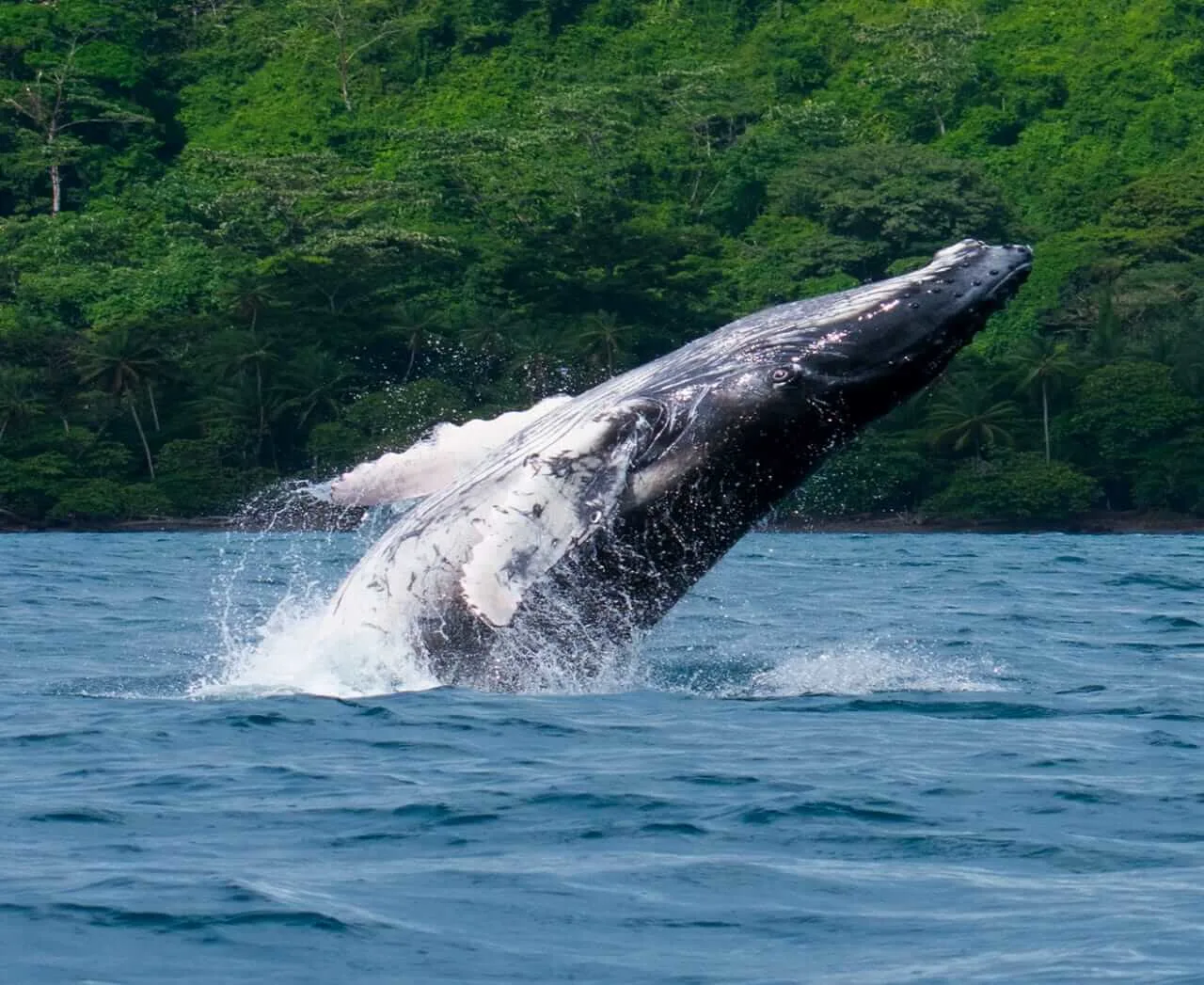 Humpback Whale & Dolphin Watching in Costa Rica's Osa Peninsula (from Sierpe)