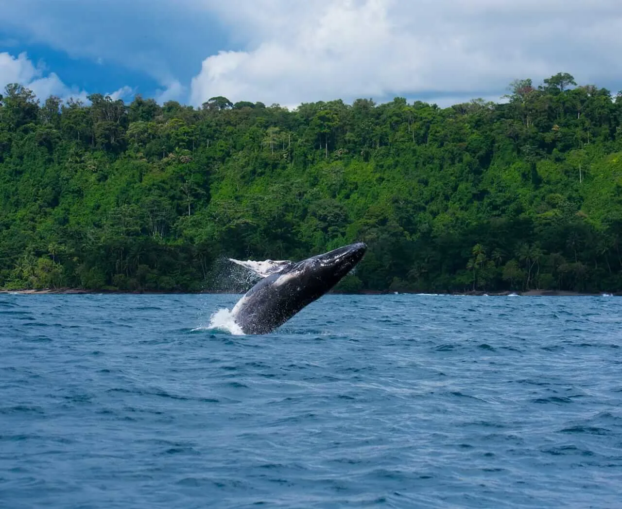 Humpback Whale & Dolphin Watching in Costa Rica's Osa Peninsula (from Sierpe)